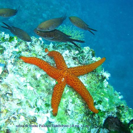 Grand Hotel Mediterraneo Santa Cesarea Terme Eksteriør billede